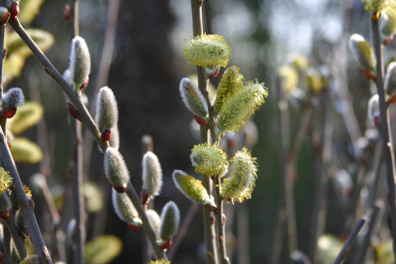 Salix cinerea  autochtoon