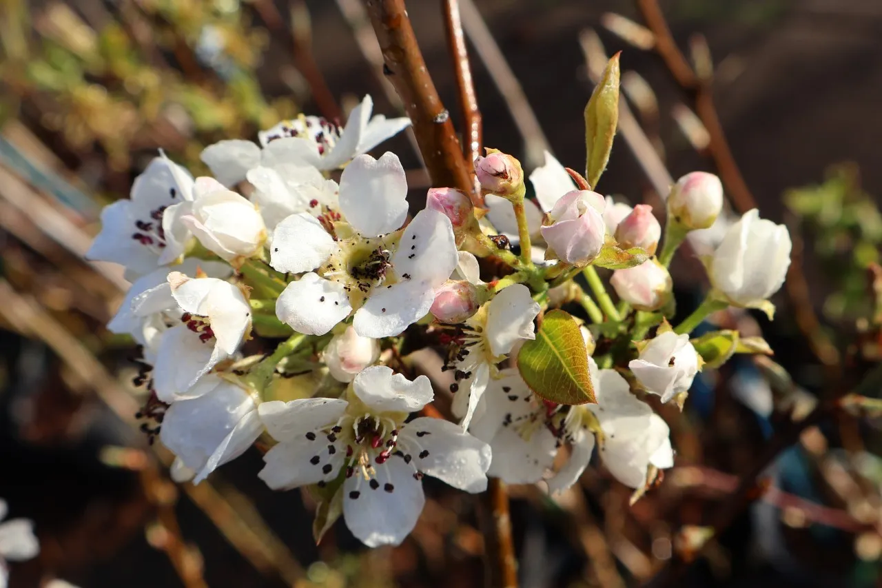 Pyrus communis 'Benita'
