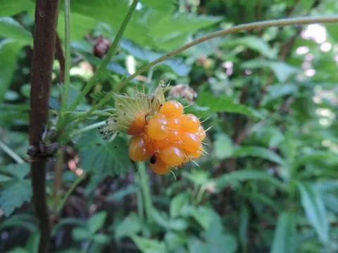 Rubus spectabilis 'Vreedenhorst Geel' : C2 : 15-30