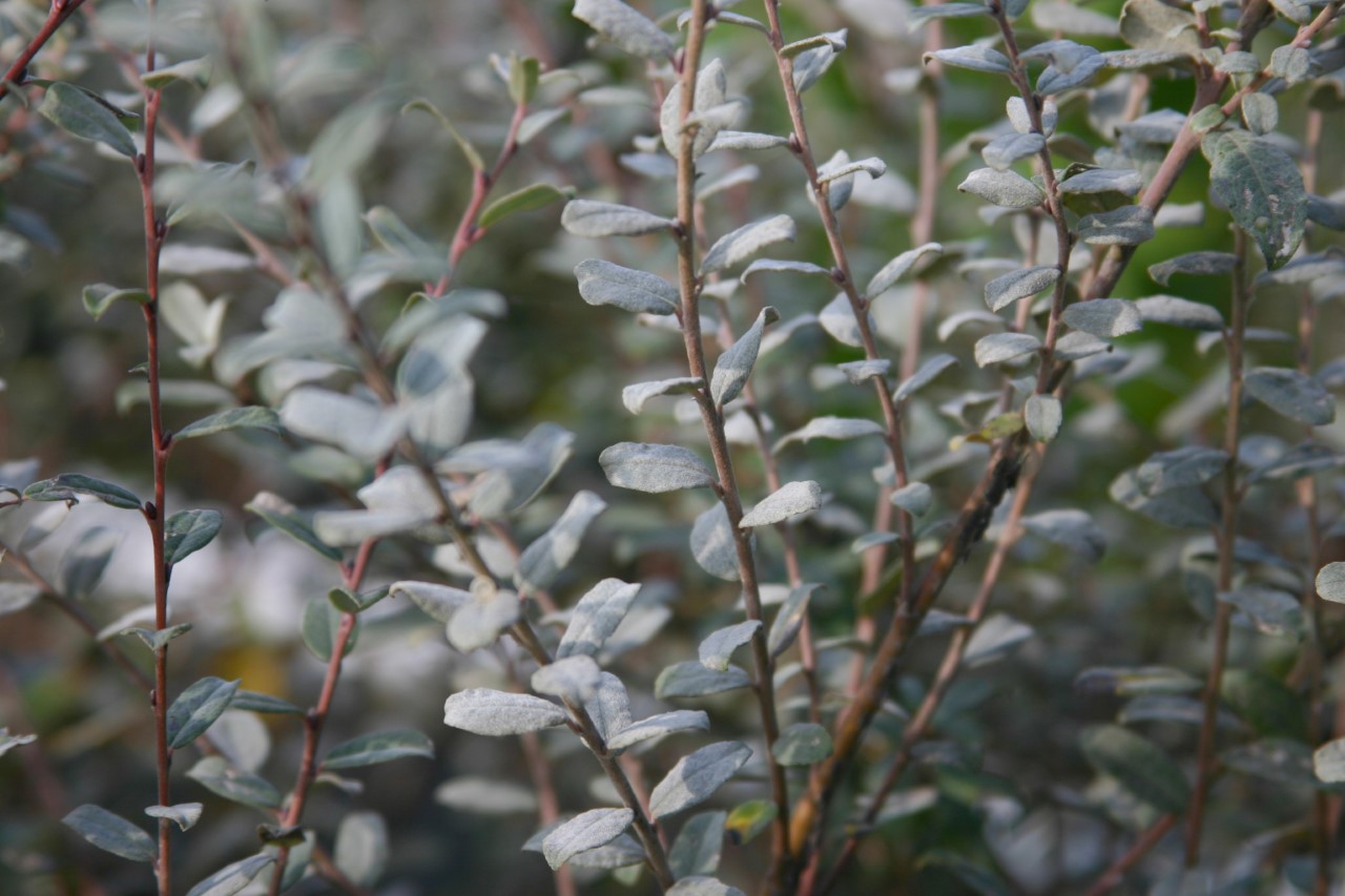 salix-repens-darts-silver