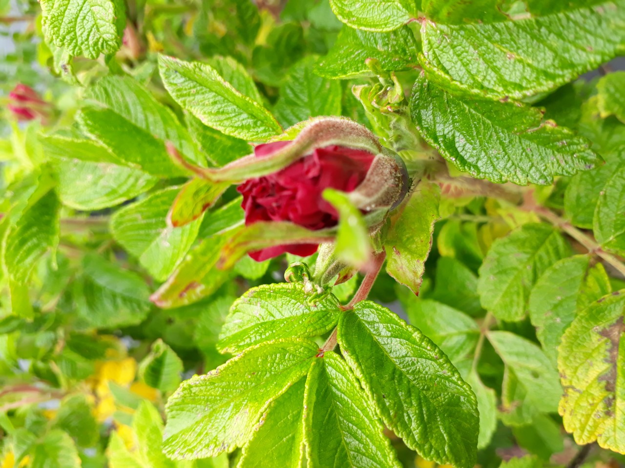 Rosa (R) Scarlet Pavement : C1.5 : 25-30
