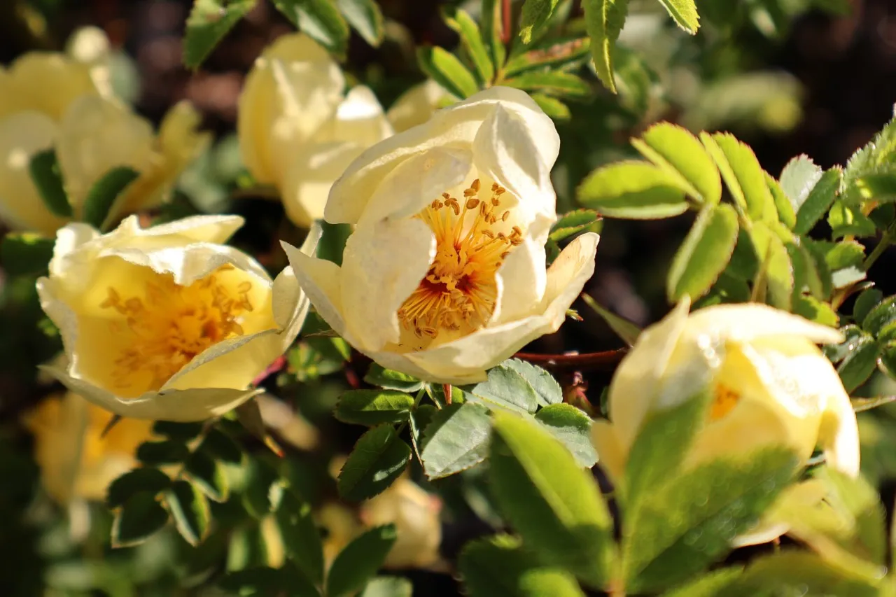 Rosa (H) 'Canary Bird'