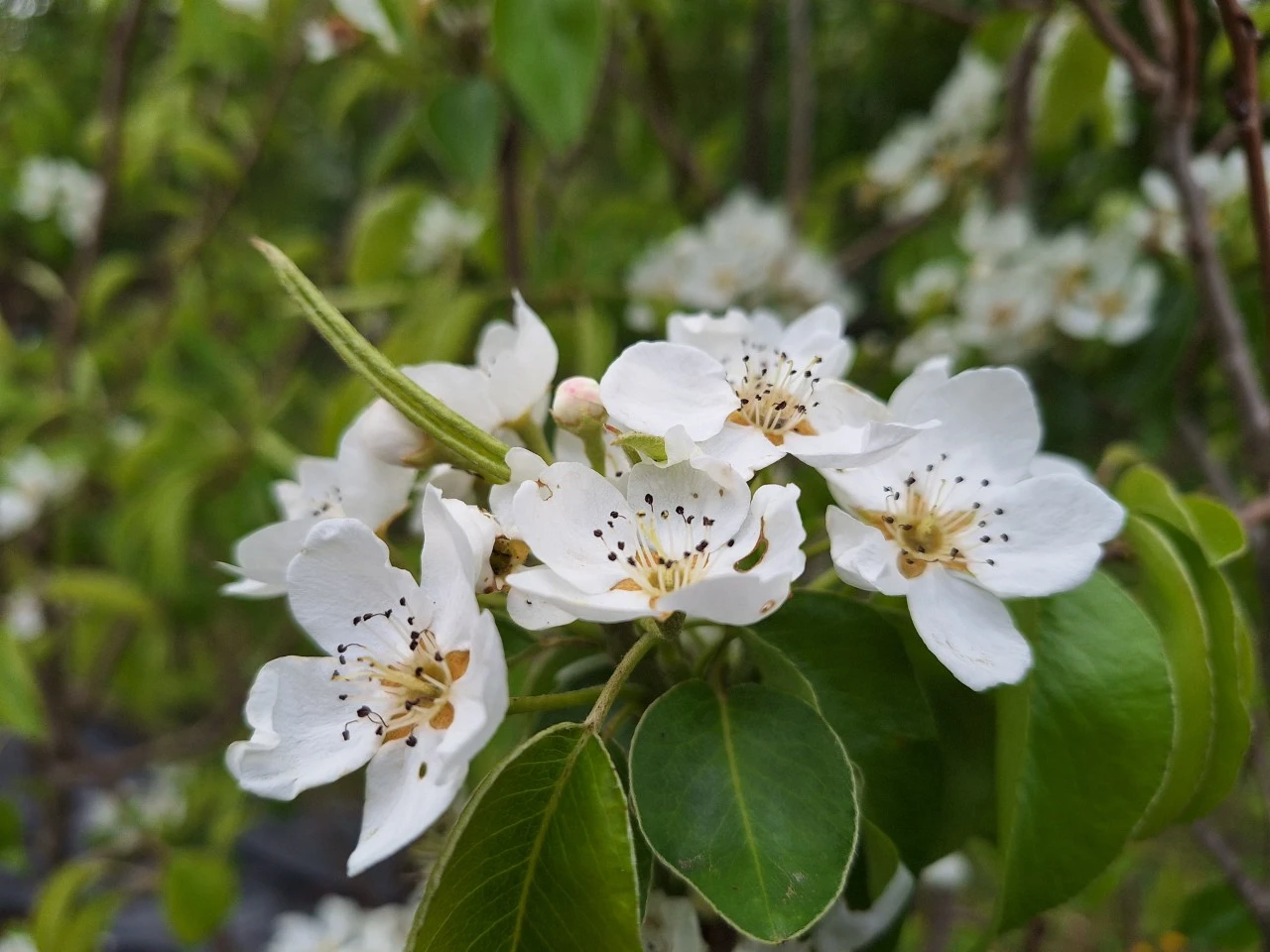 Pyrus communis 'Concorde'