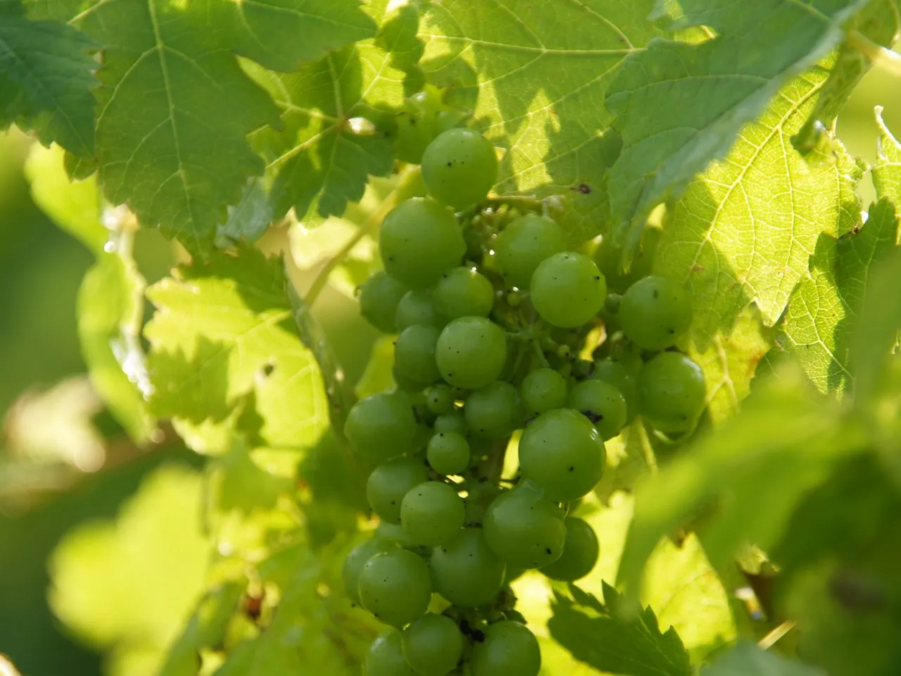 Vitis 'Vroege van der Laan'