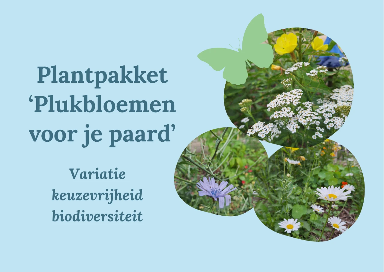 Plantpakket Plukbloemen