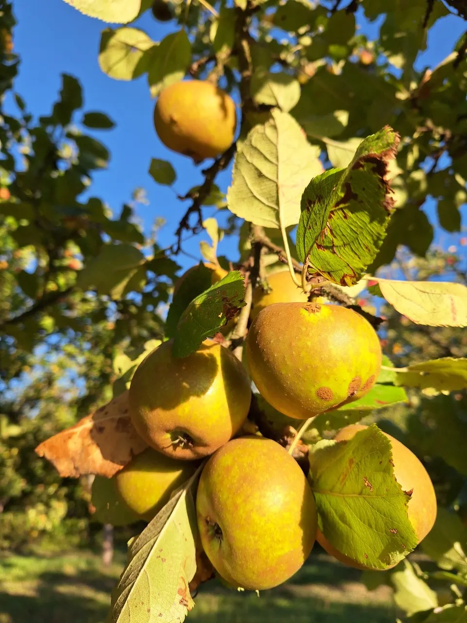 Malus domestica 'Schone van Boskoop' :  C3 : 60-100 : onderstam Malus domestica 'MM 111'