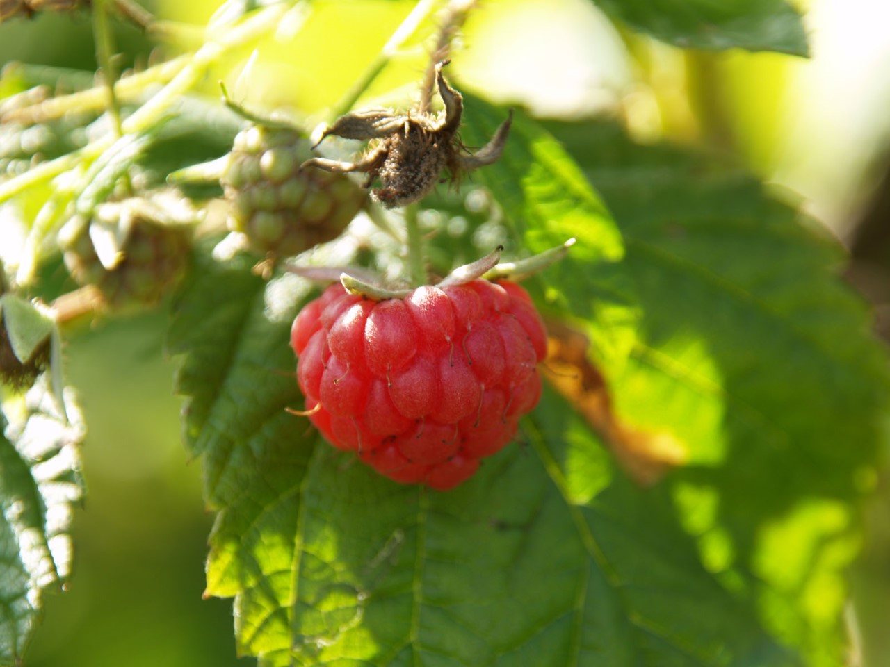 rubus-idaeus-autumn-bliss