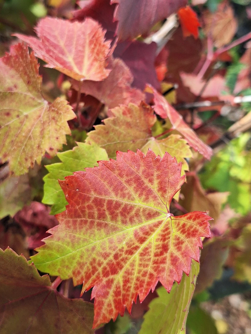 Vitis vinifera 'Spetchley Red' : C2 : 60-100