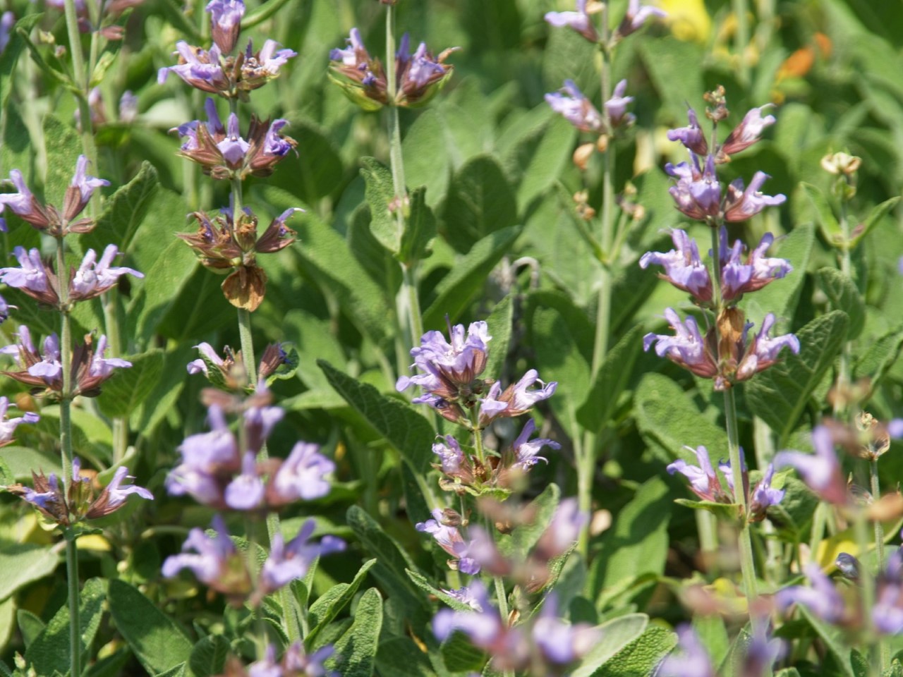 Salvia officinalis 'Berggarten' : P9