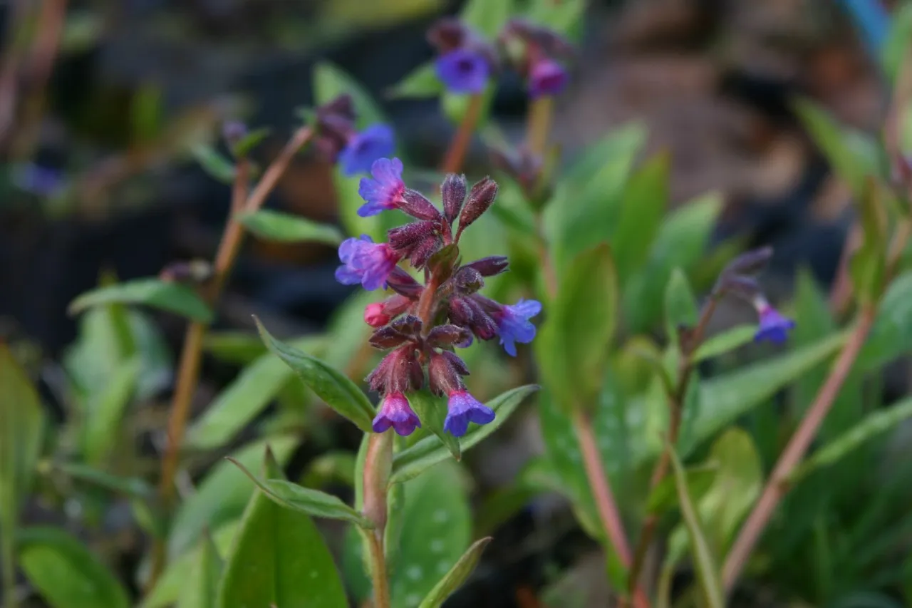 Pulmonaria 'Lewis Palmer'