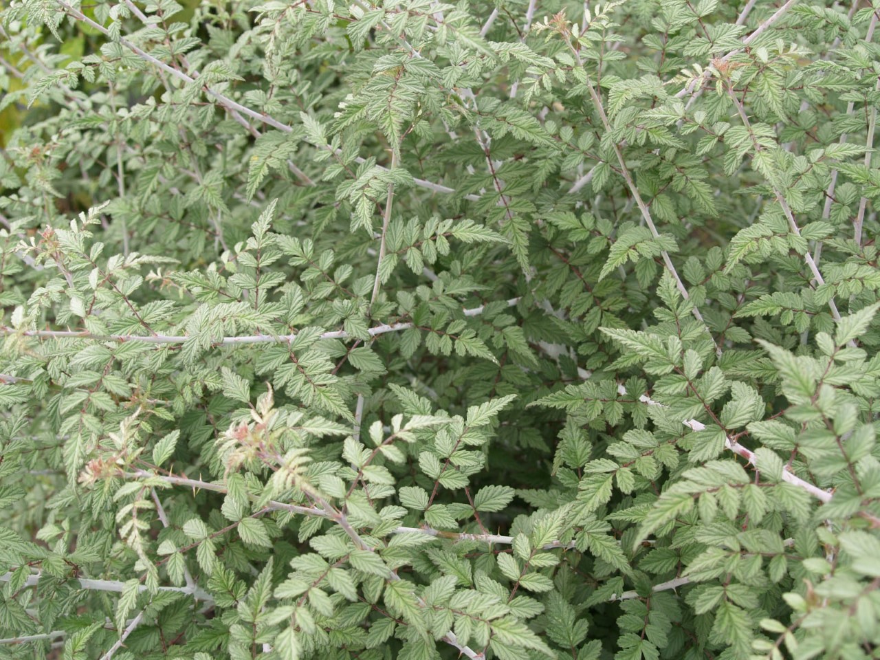 rubus-thibetanus-silver-fern