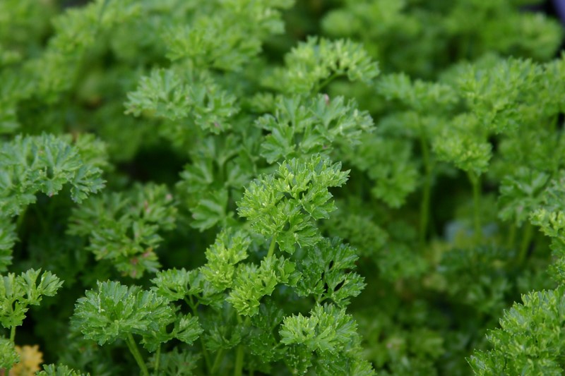 petroselinum-crispum