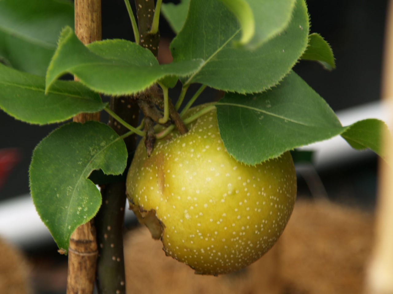 pyrus-pyrifolia-shinko