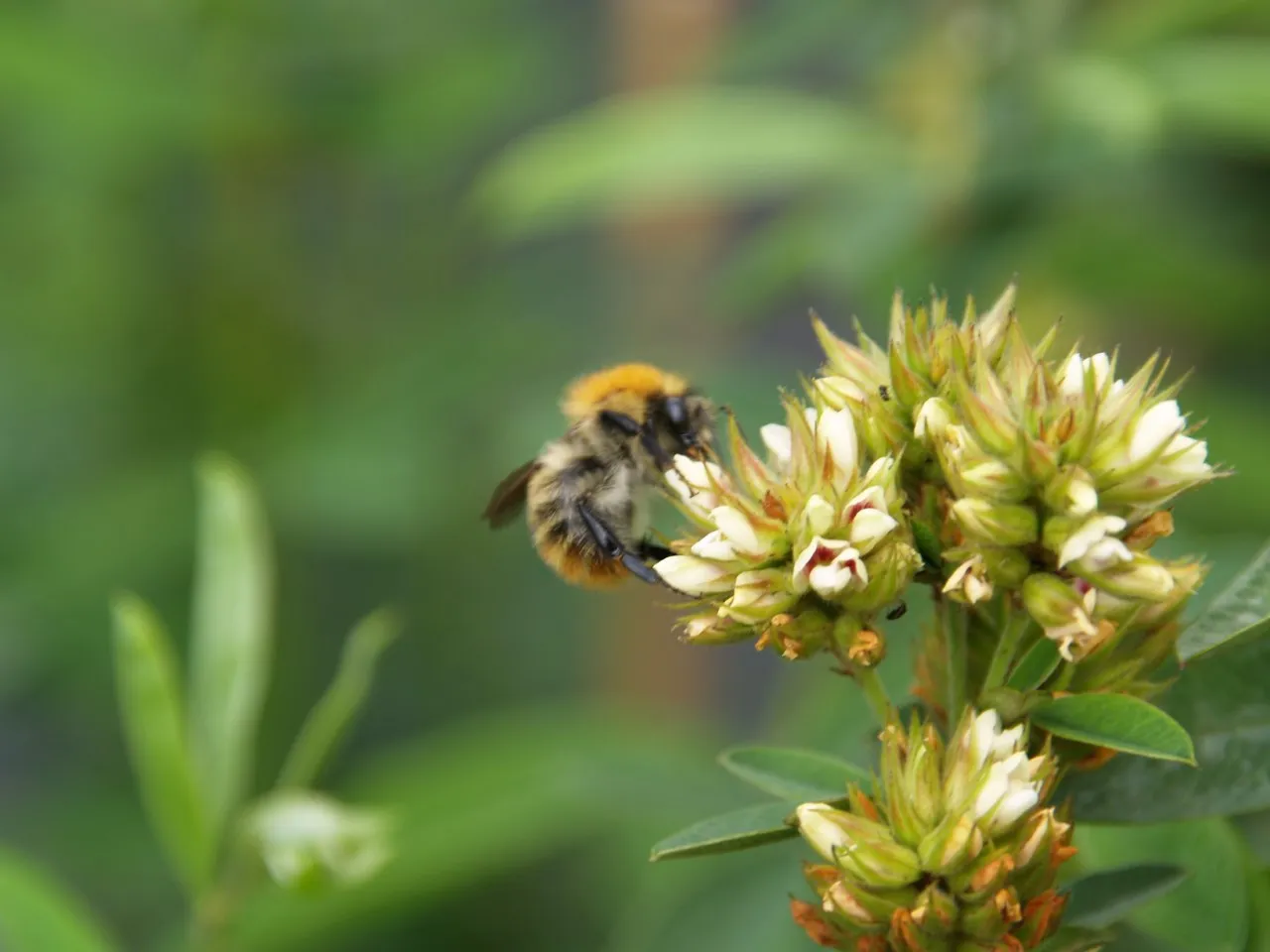 Lespedeza capitata : P9
