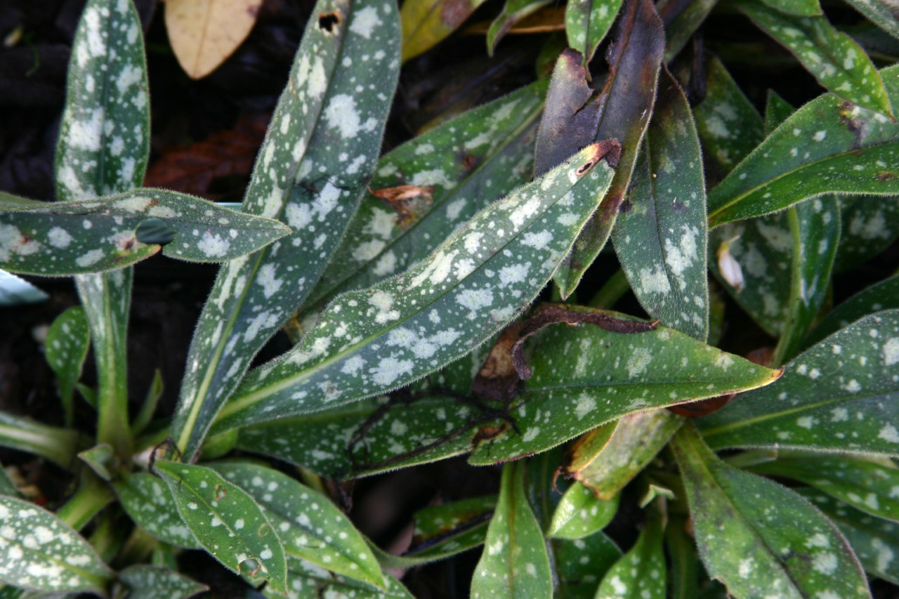 pulmonaria-longifolia-eb-anderson