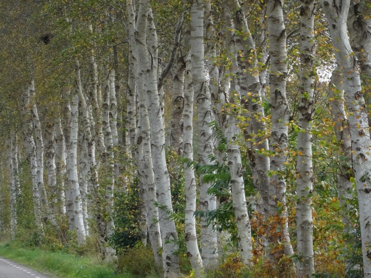 Betula pendula betula-pendula