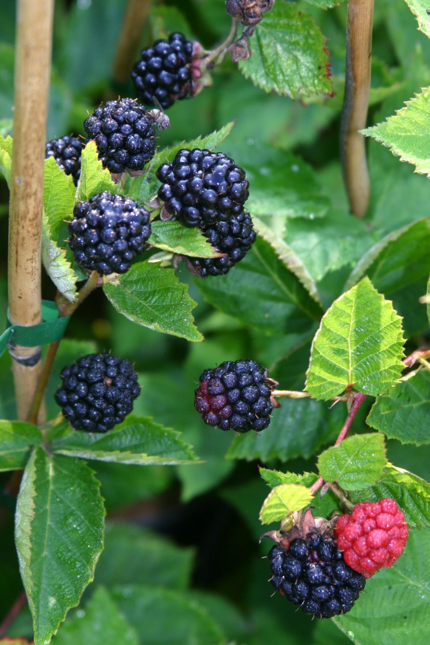rubus-fruticosus-tripple-crown