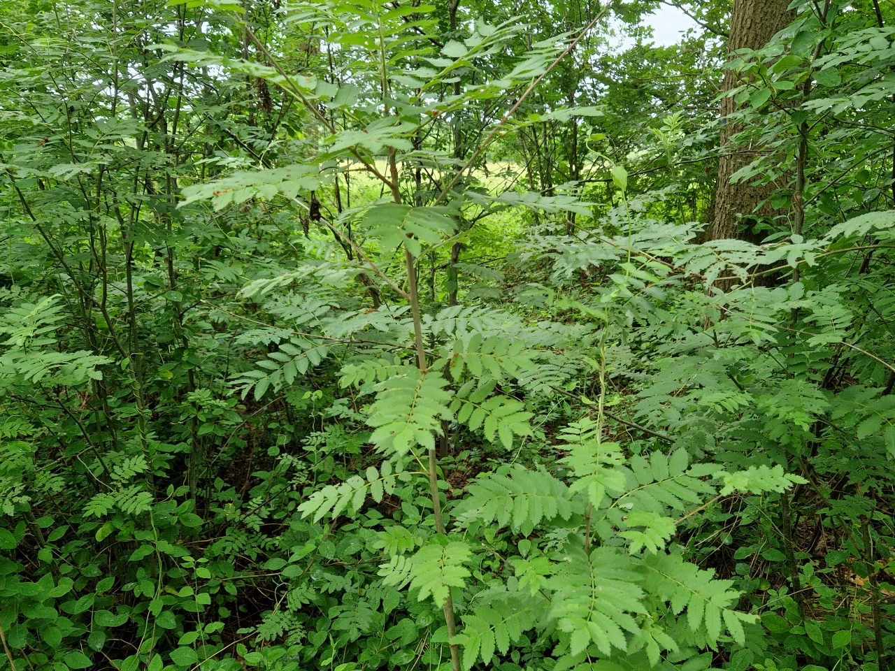 Sorbus aucuparia autochtoon : P11 : 60-100