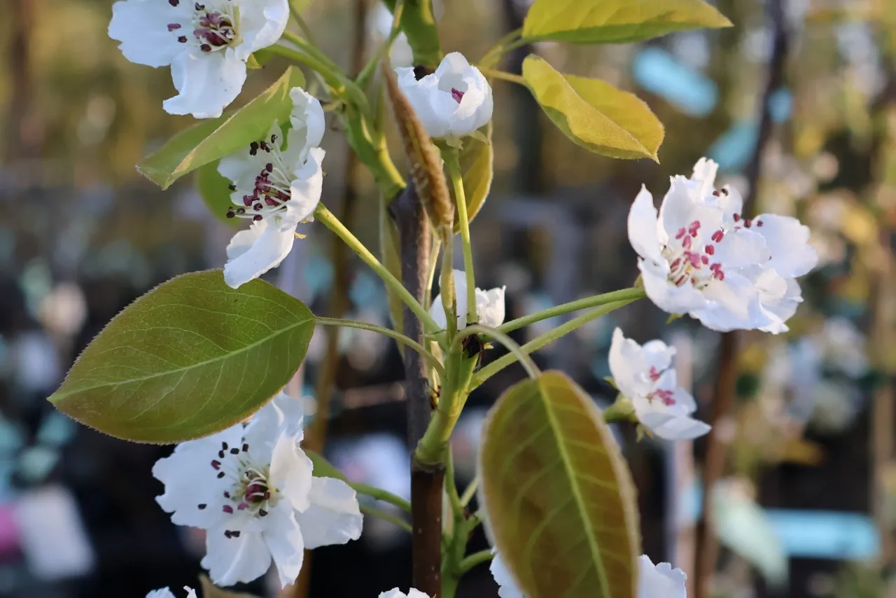 Pyrus pyrifolia 'Chojuro' : C3 : 100-150