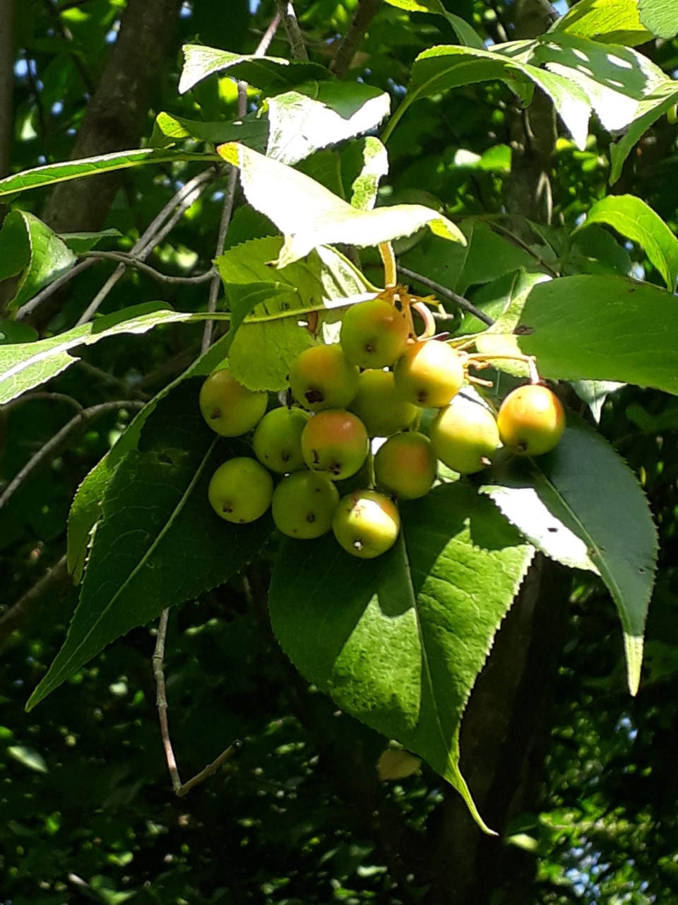 Viburnum lentago : C2 : 30-60