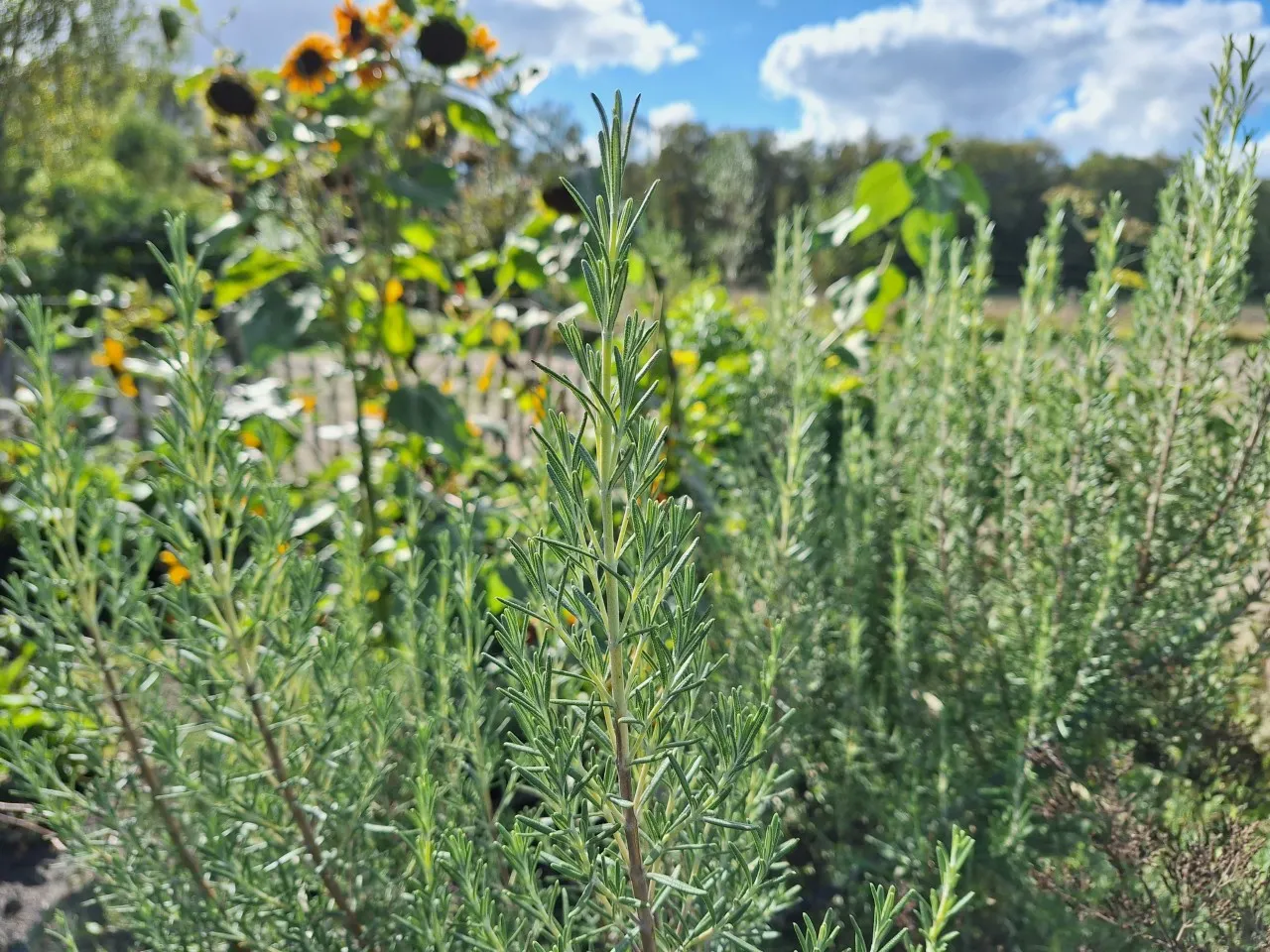 Rosmarinus officinalis 'Arp'