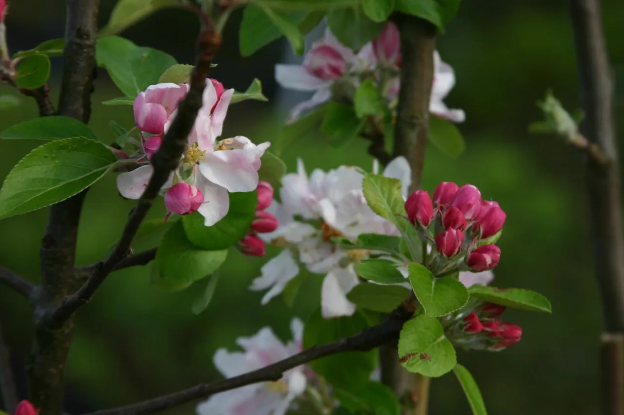 Malus domestica 'Alkmene'
