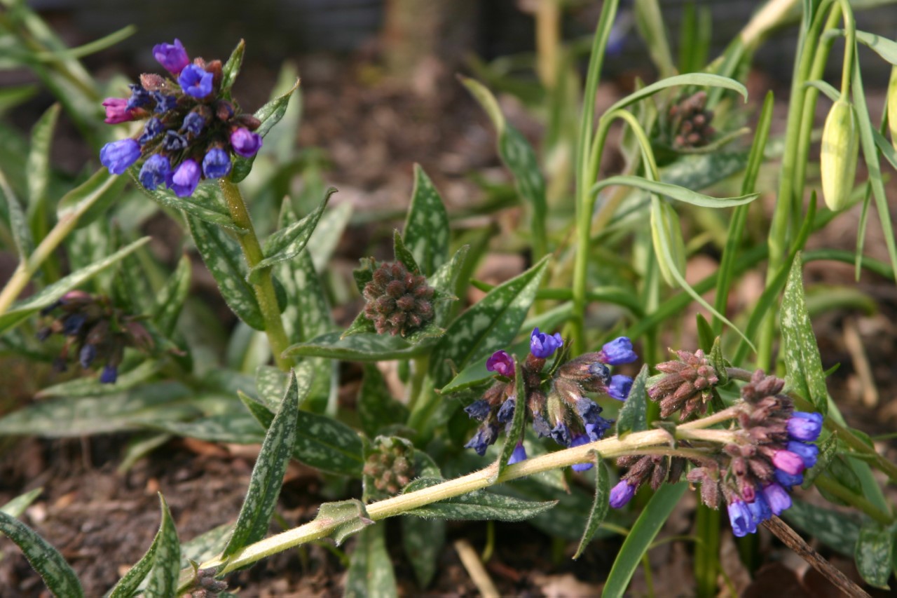 Pulmonaria longifolia 'E.B. Anderson' Biologisch : P9