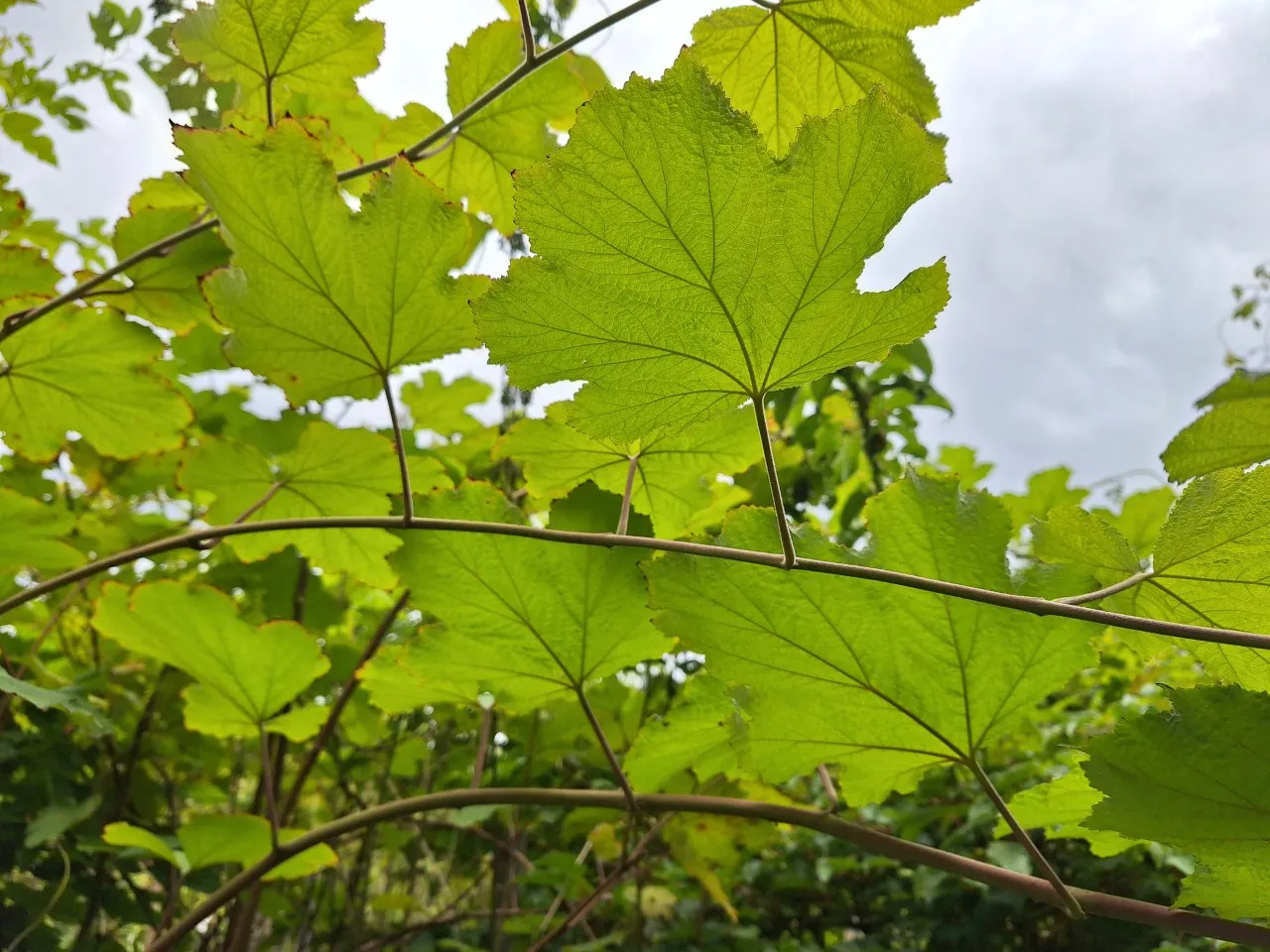 Rubus setchuenensis