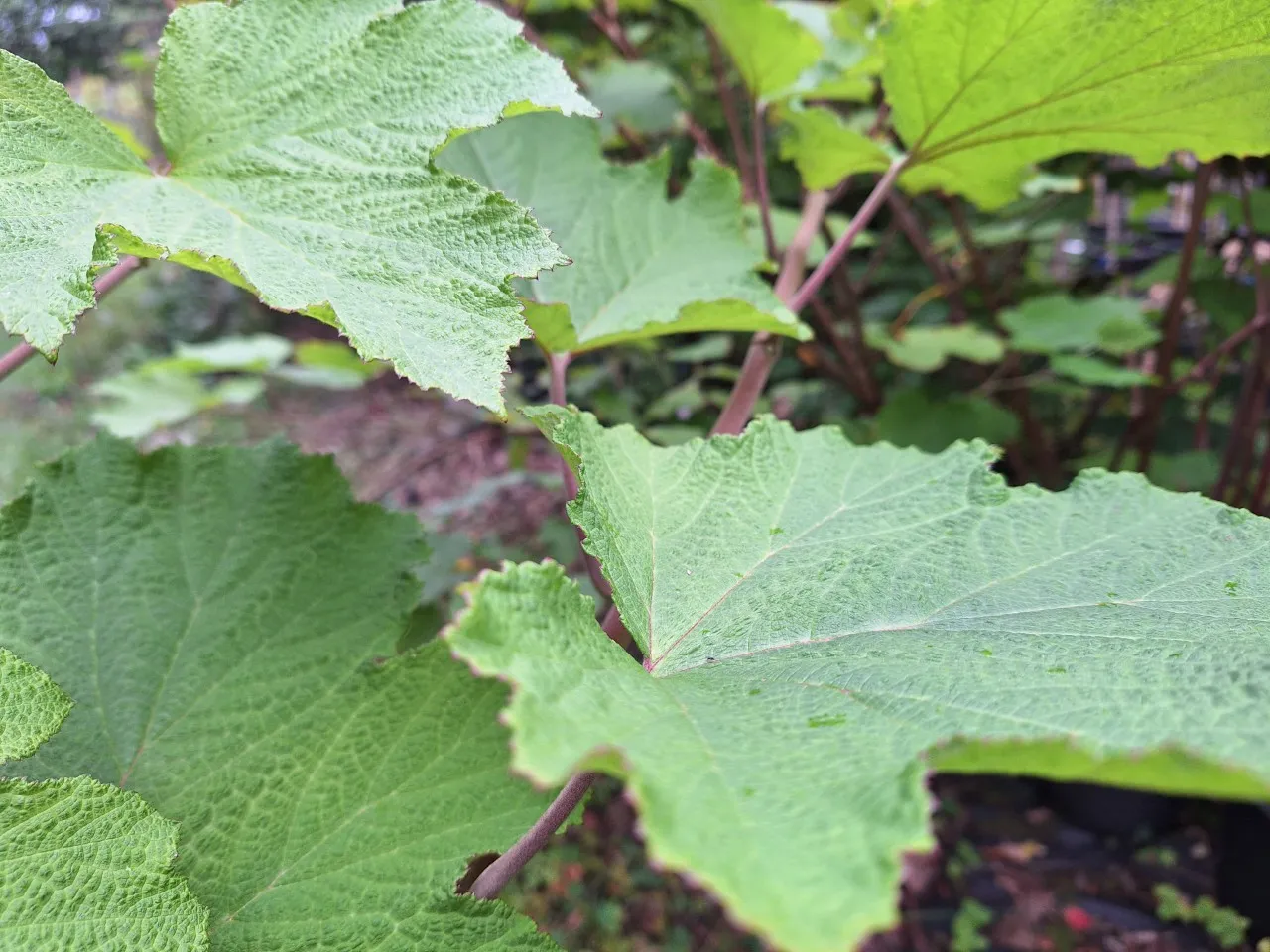 Rubus setchuenensis : C2 : 30-60