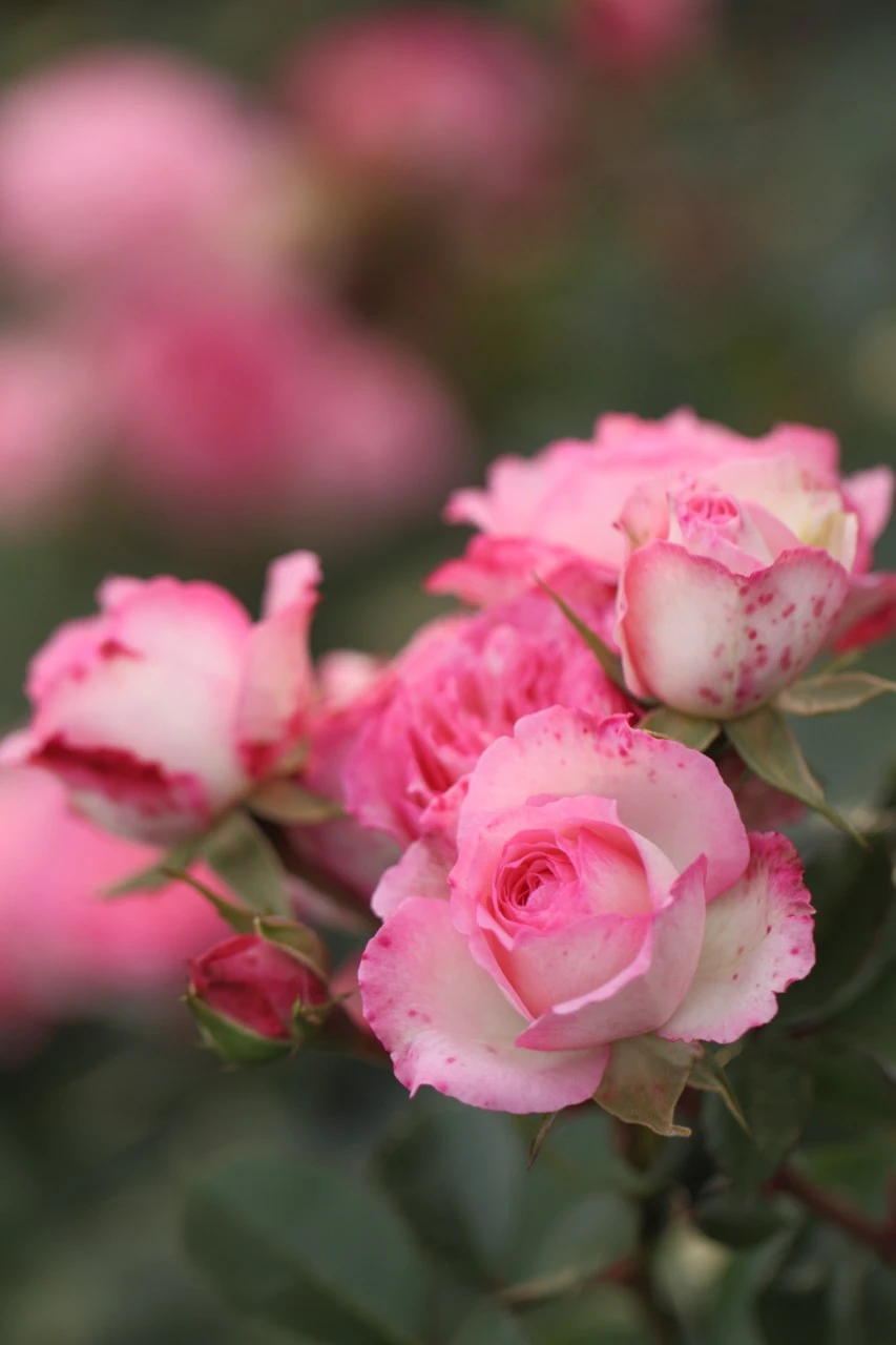 Rosa 'Mini Edenrose' Biologisch : W