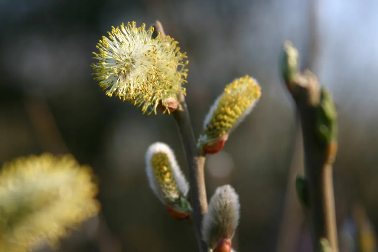 Salix cinerea