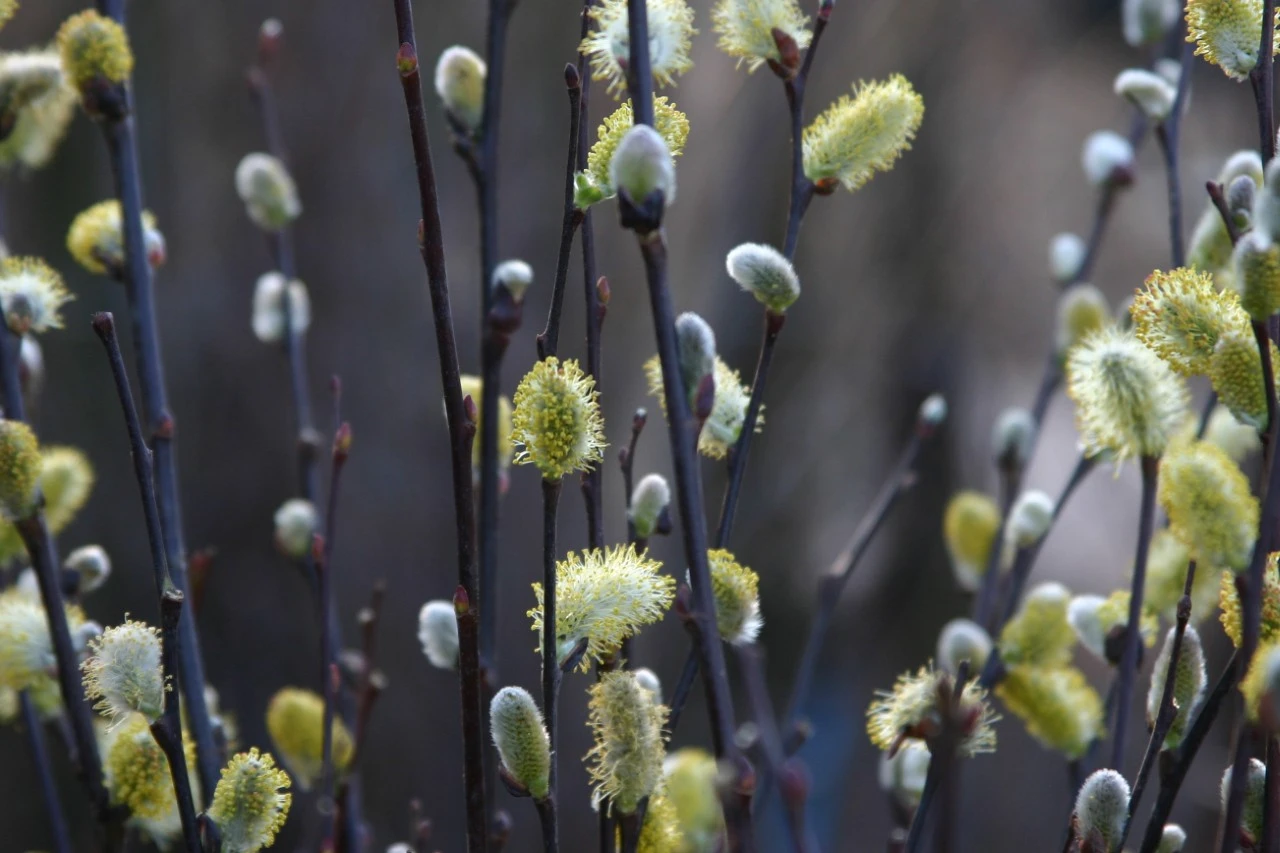 Salix alba  autochtoon : W : 60-100