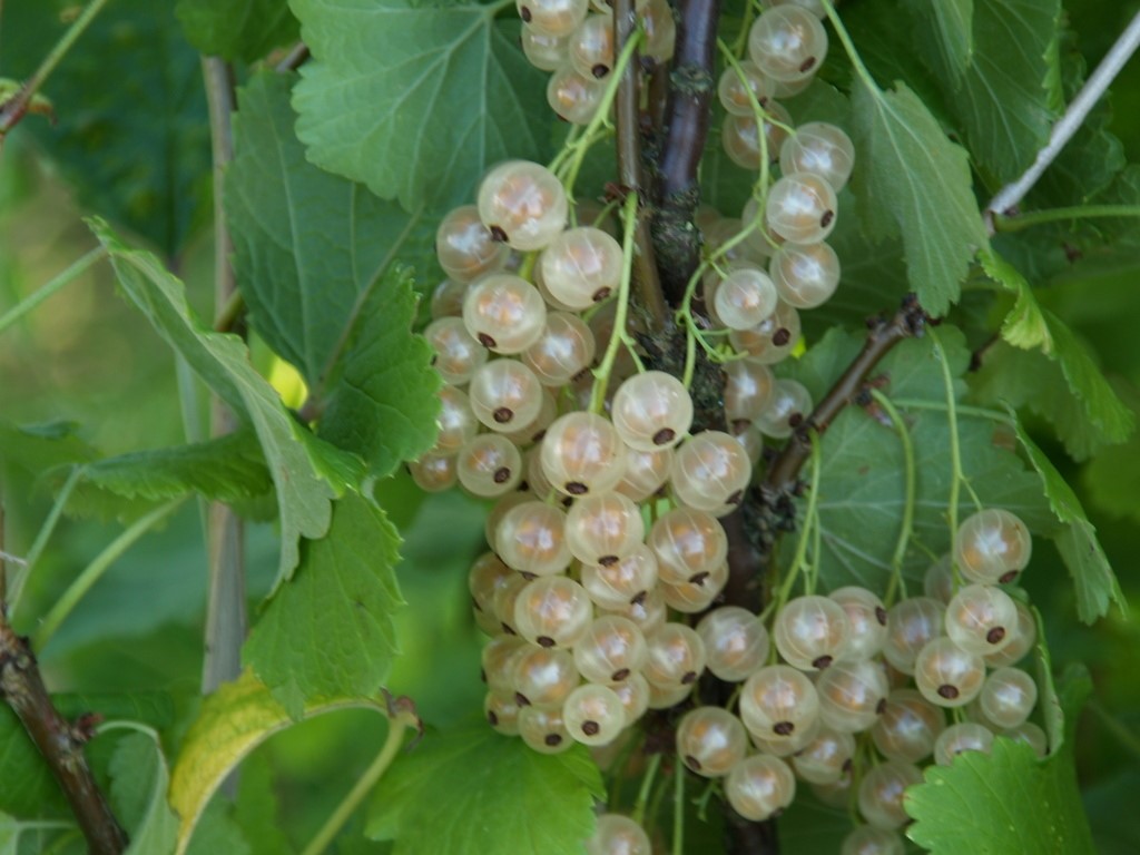 ribes-rubrum-white-blanka