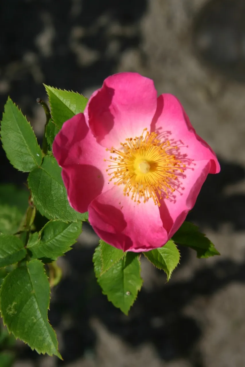 Rosa (H) 'Complicata'