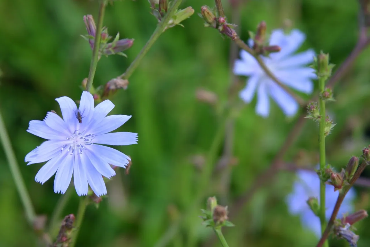 Cichorium intybus
