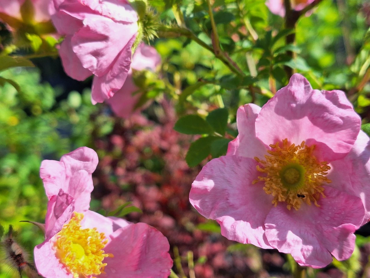 Rosa roxburghii normalis : C2 : 30-60