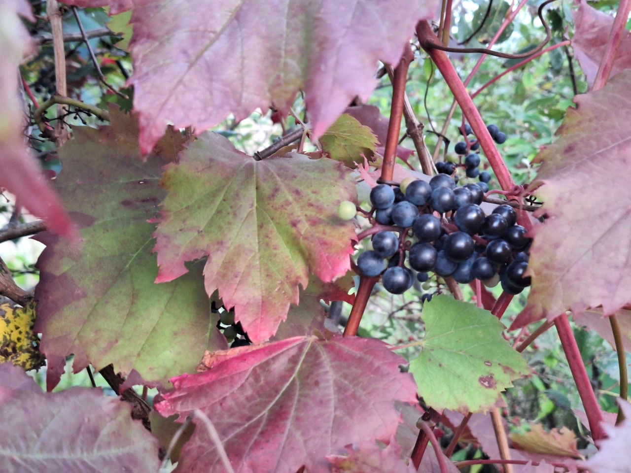 Vitis vinifera 'Spetchley Red' : C2 : 60-100