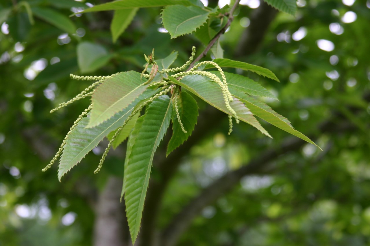 Castanea sativa Castanea sativa