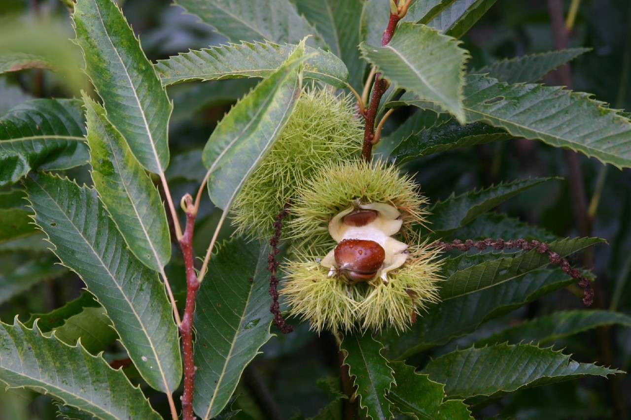 Castanea sativa 'Marron de Lyon' castanea-sativa-marron-de-lyon