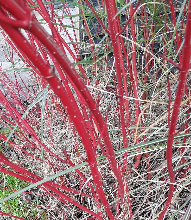 Cornus alba cornus-alba