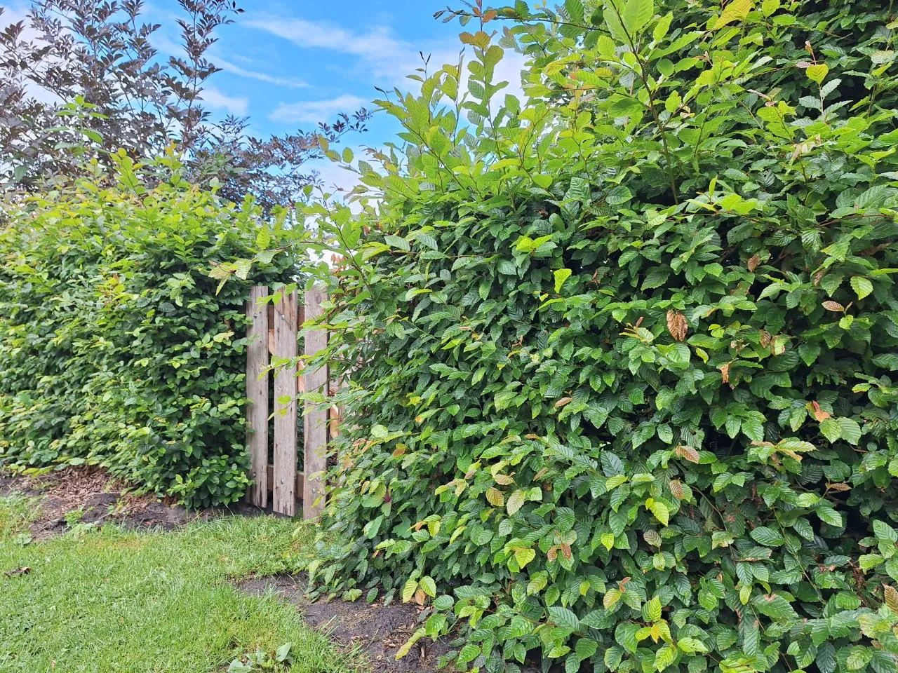 Carpinus betulus Carpinus betulus