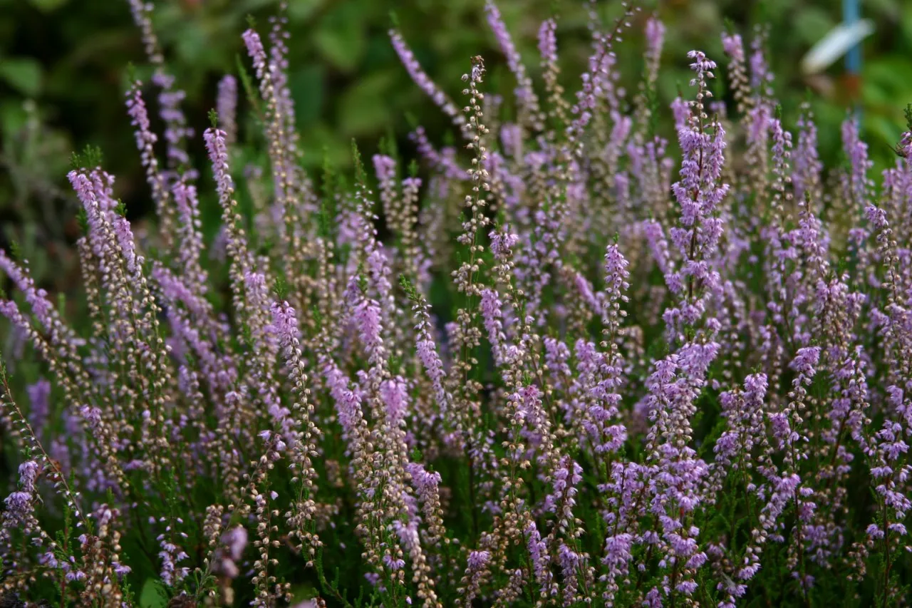 Calluna vulgaris Calluna vulgaris