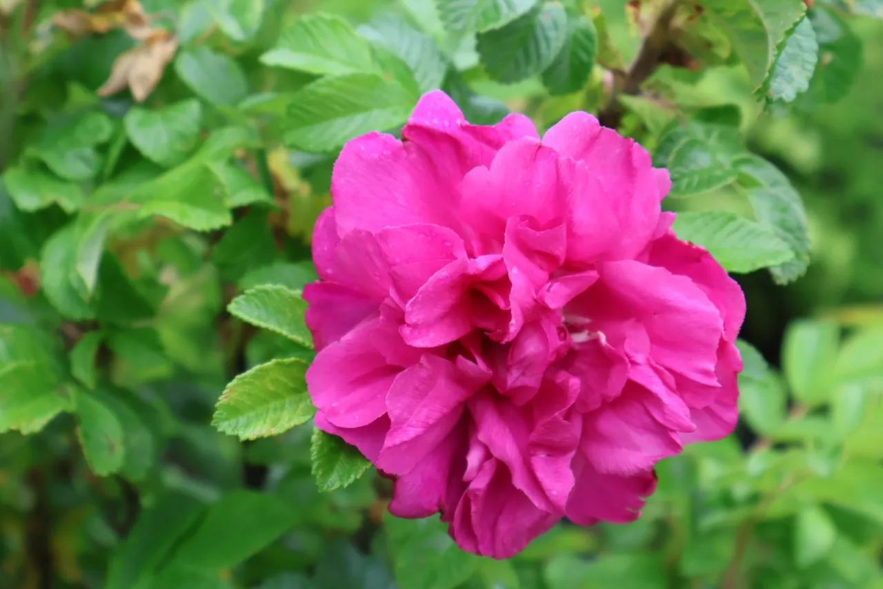 Rosa (R) 'Scarlet Pavement'