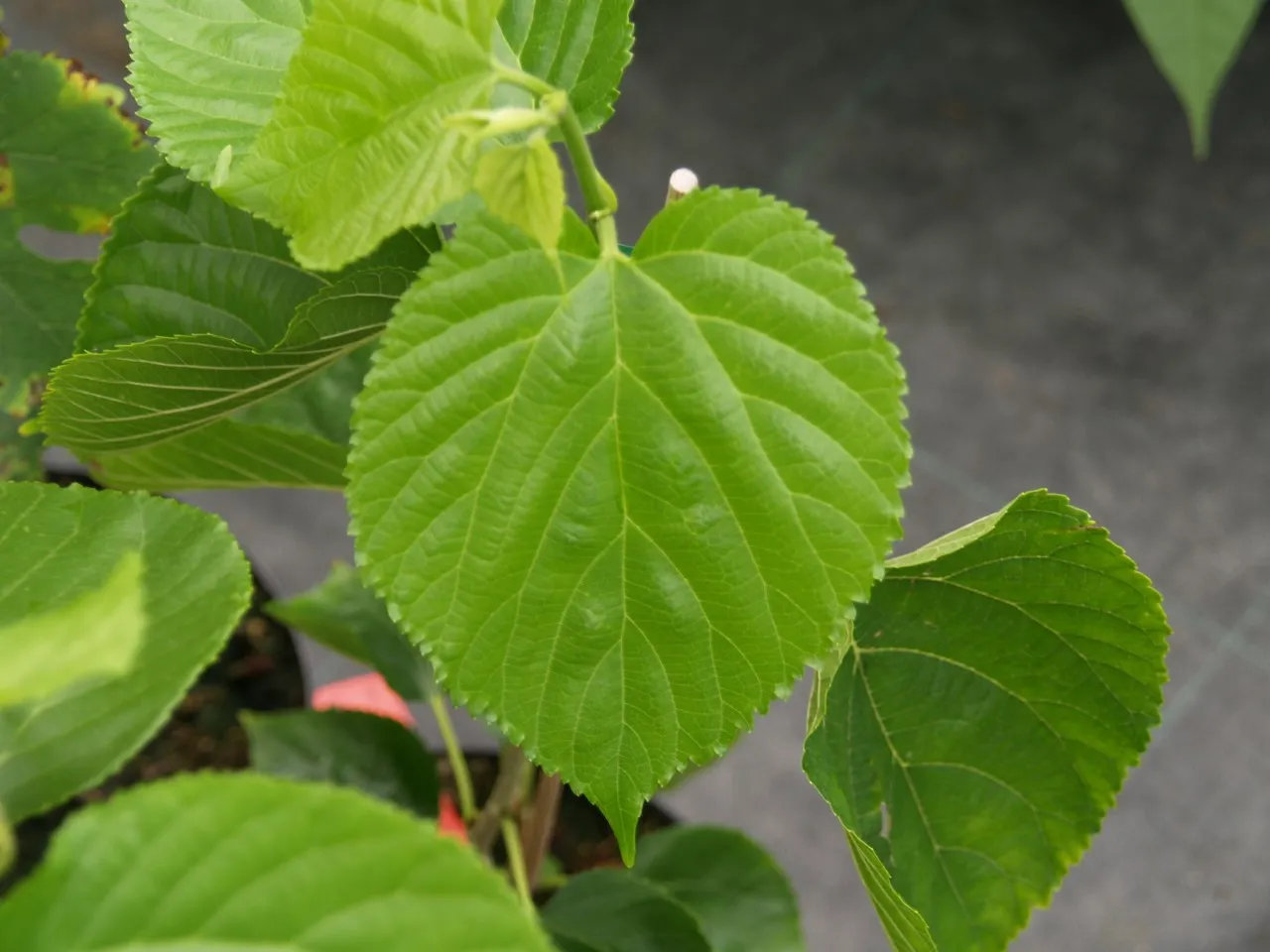 Morus macroura 'Pakistan'
