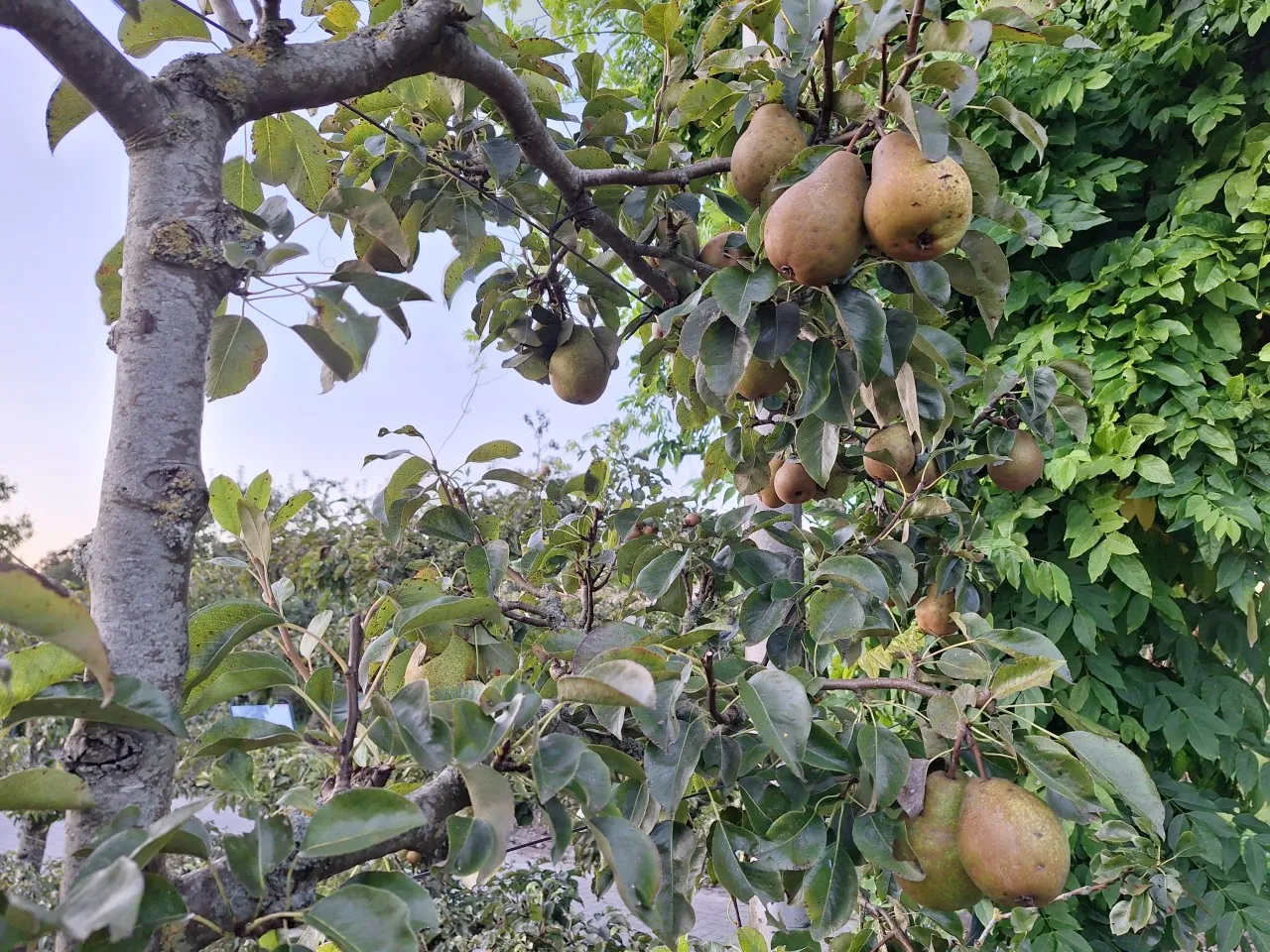 Pyrus communis 'Winterrietpeer' : C3 : 60-100 : onderstam Pyrus communis 'Kirchensaller'
