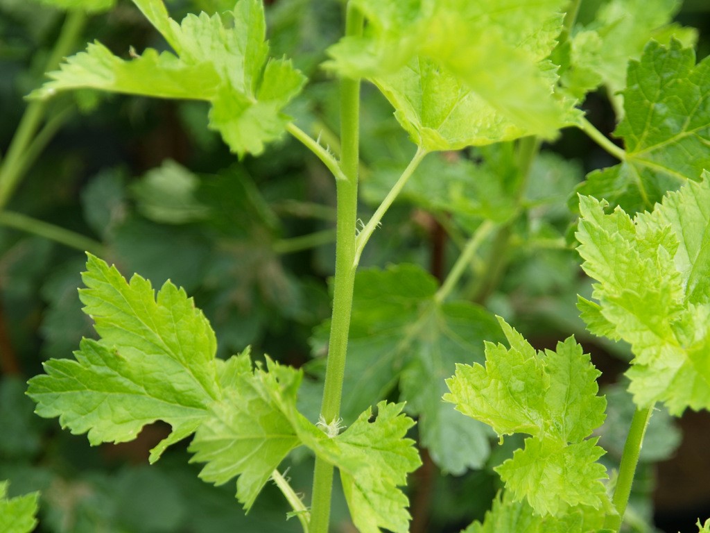 ribes-uva-crispa-captivator
