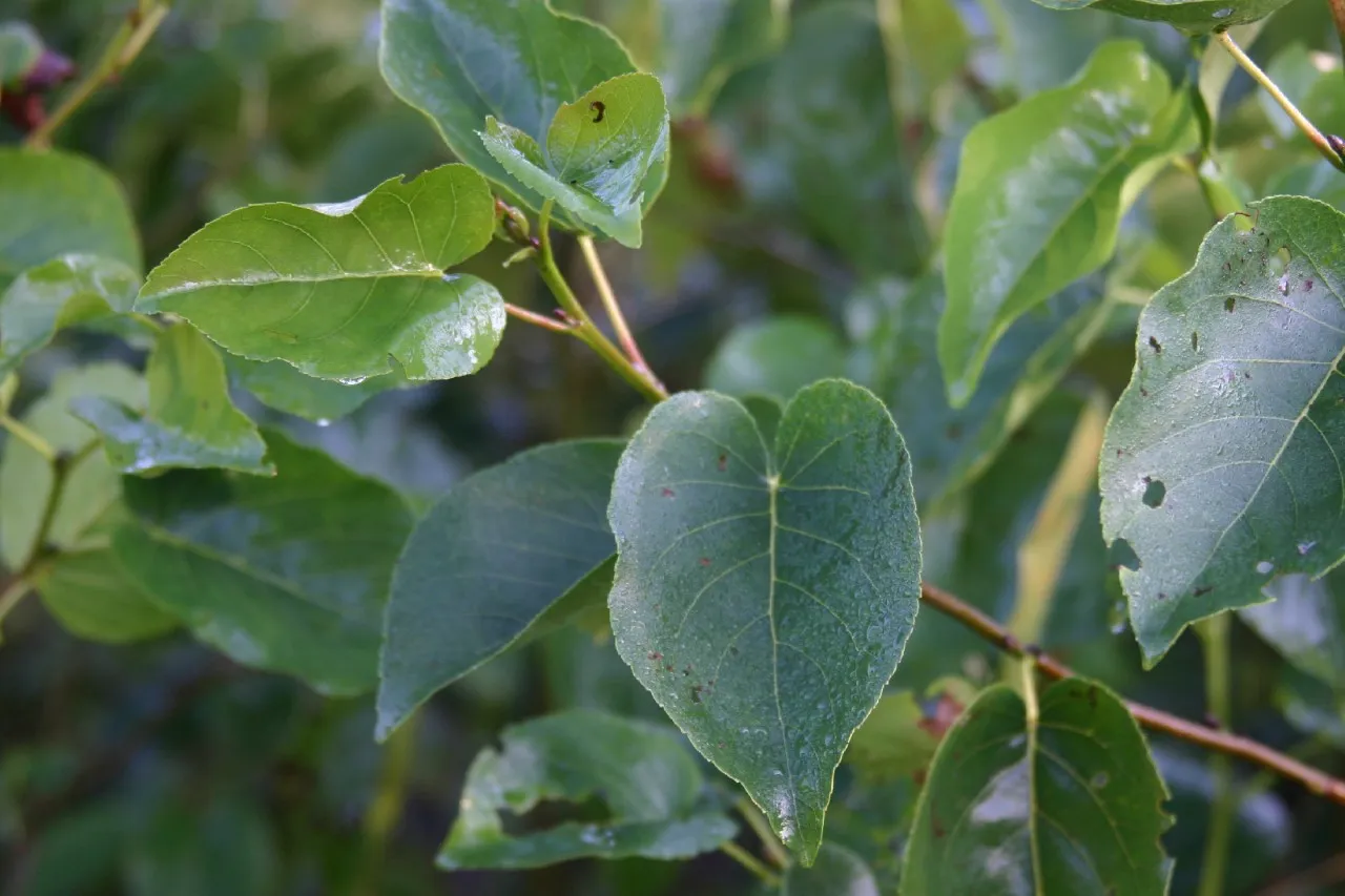 Alnus cordata Alnus cordata