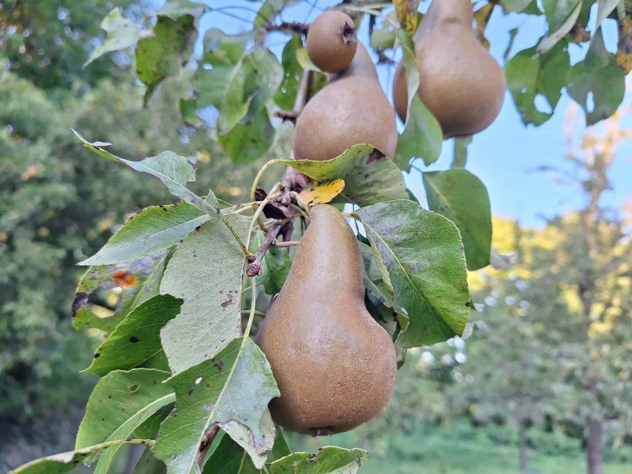 Pyrus communis 'Conference' : C3 : 60-100 : onderstam Pyrus communis 'Kirchensaller'