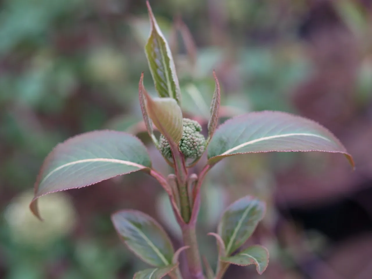 Viburnum lentago : C2 : 30-60