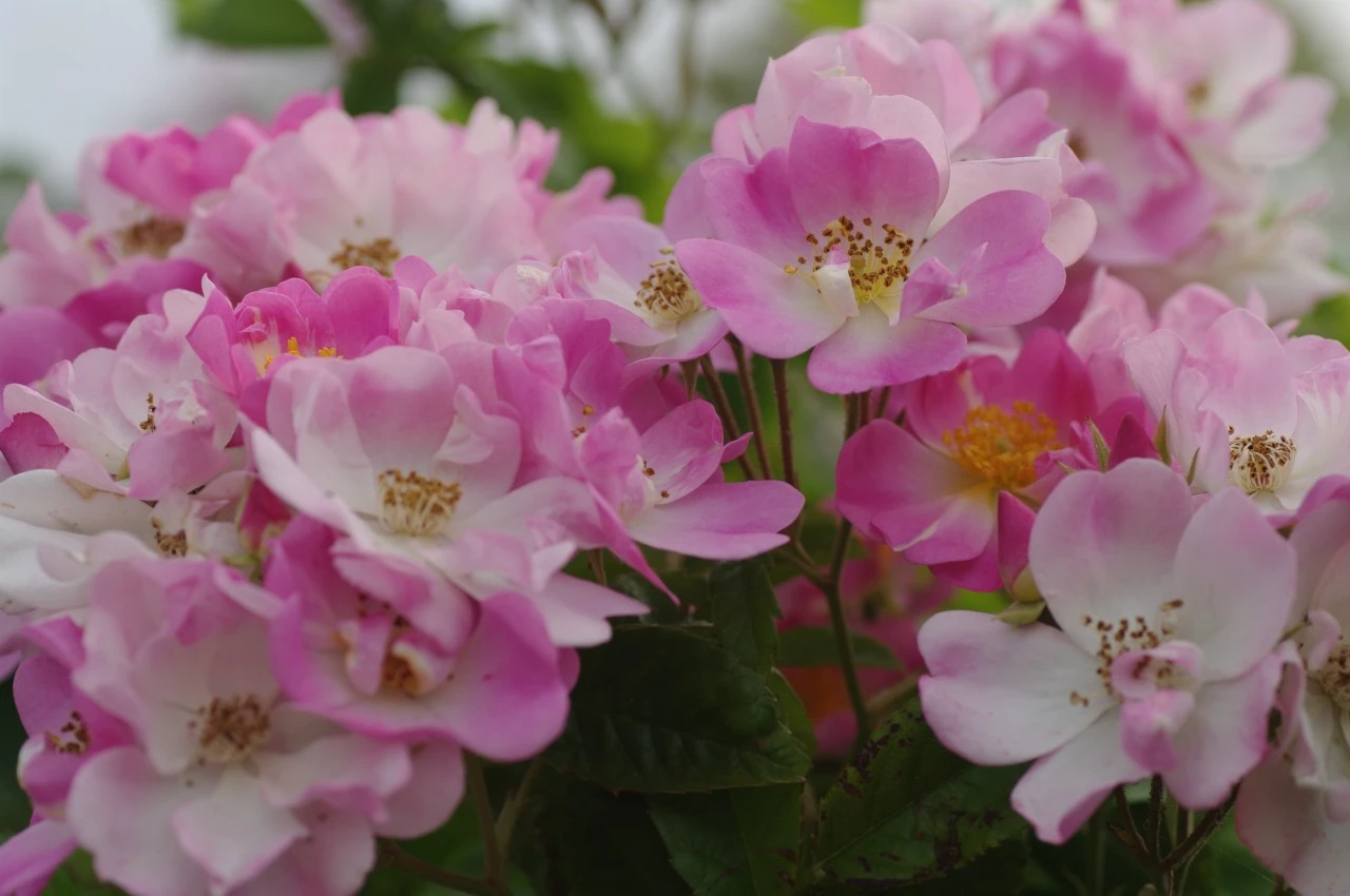 Rosa 'Apple Blossom'  Biologisch : W